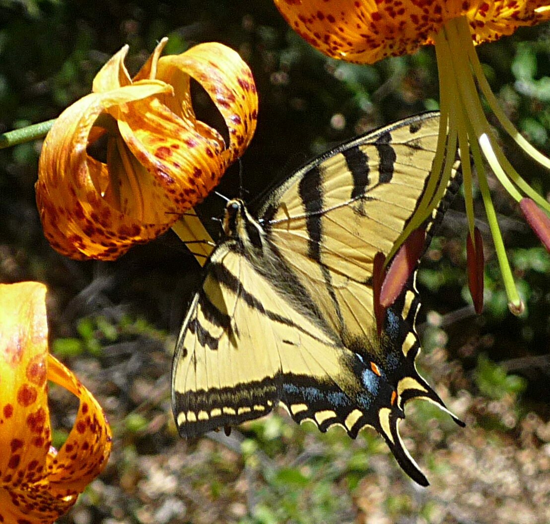 High Resolution Papilio rutulus Animal